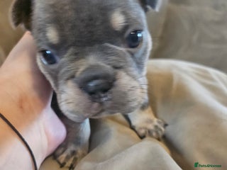 French Bulldog dogs 🔥Exquisite French Bull Dog Puppies 🔥 - Advert 4