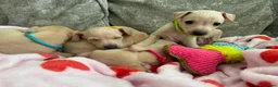 Italian Greyhound dogs for sale: 🏡 Italian greyhound puppies ready soon 🏡 - Advert 2