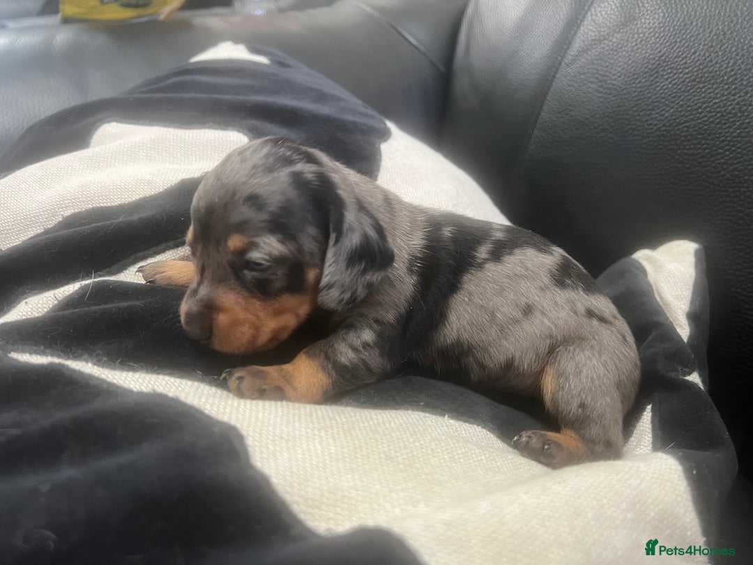 Miniature Dachshund dogs for sale: Champion line miniature Dachshunds KCREG PRACLEAR  - Image 21