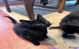 Domestic Shorthair cats for sale: 4 kittens, ready to go - Image 12
