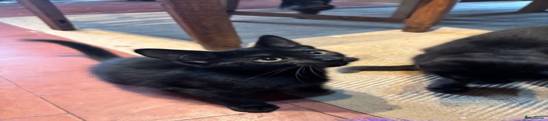 Black Shorthair Male