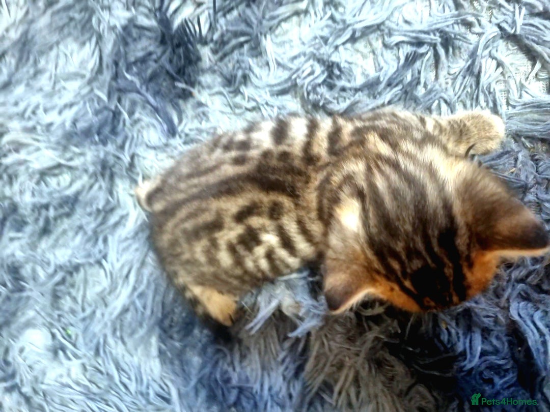 Bengal cats for sale: 🤩RARE BLUE BENGAL🤩SNOW LYNX🤩 BROWN🤩 - Image 5