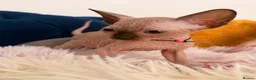 Sphynx cats for sale: 3 stunning kittens available! - Advert 21