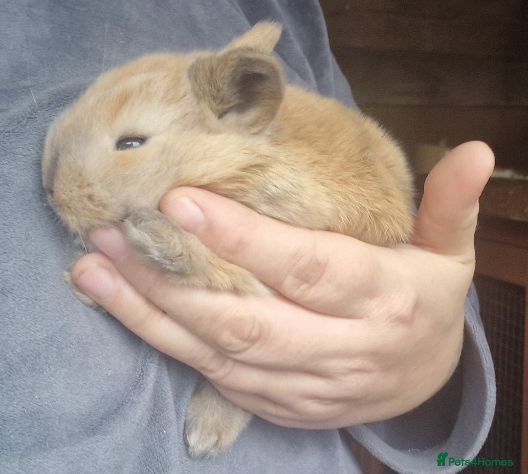 Mini Lop rabbits for sale: Mini lops  - Advert 6