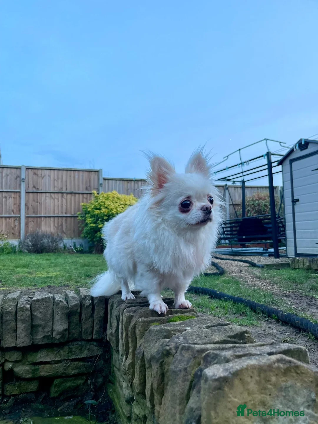 Chihuahua dogs for sale: 6 year old adorable Chihuahua girl  - Advert 16