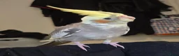 Cockatiels birds for sale: Handreared Cockatiel - Advert 2