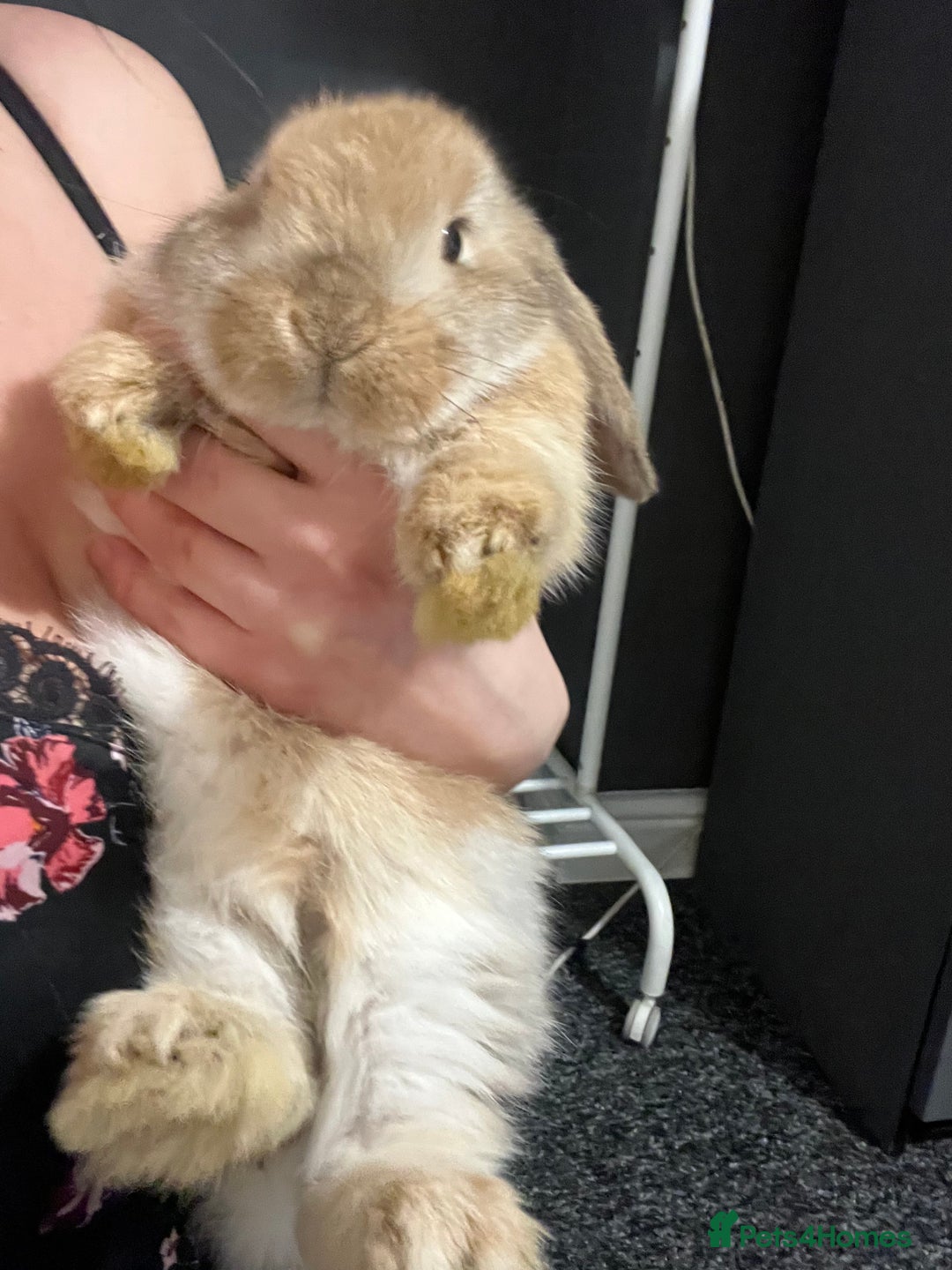 French Lop rabbits for sale: Little bunny’s  - Advert 14