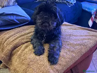 Shih Tzu dogs Bailey for stud - Advert 14