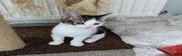 Mixed Breed cats for adoption: MARVIN - Advert 4