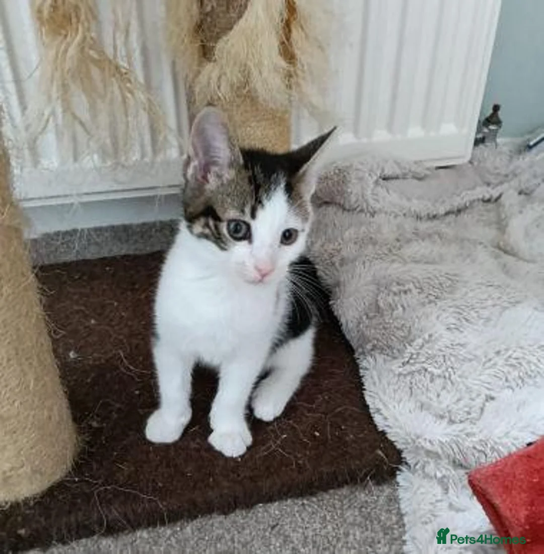 Mixed Breed cats for adoption: MARVIN - Advert 4