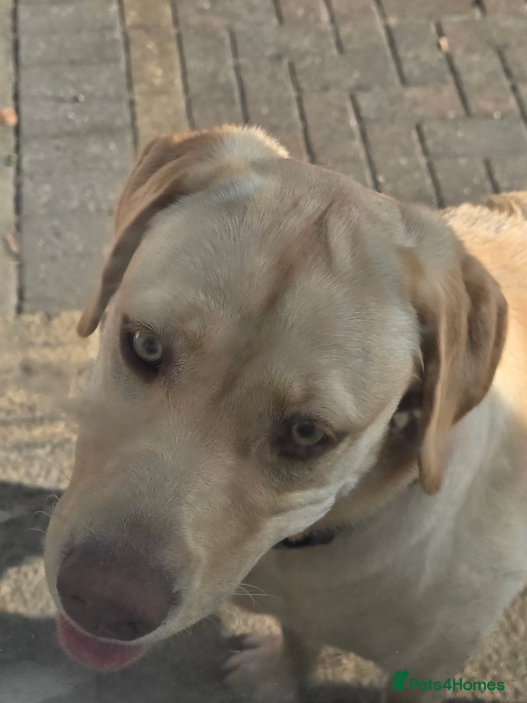 Labrador Retriever dogs for sale: Beautiful loving labrador  - Image 2