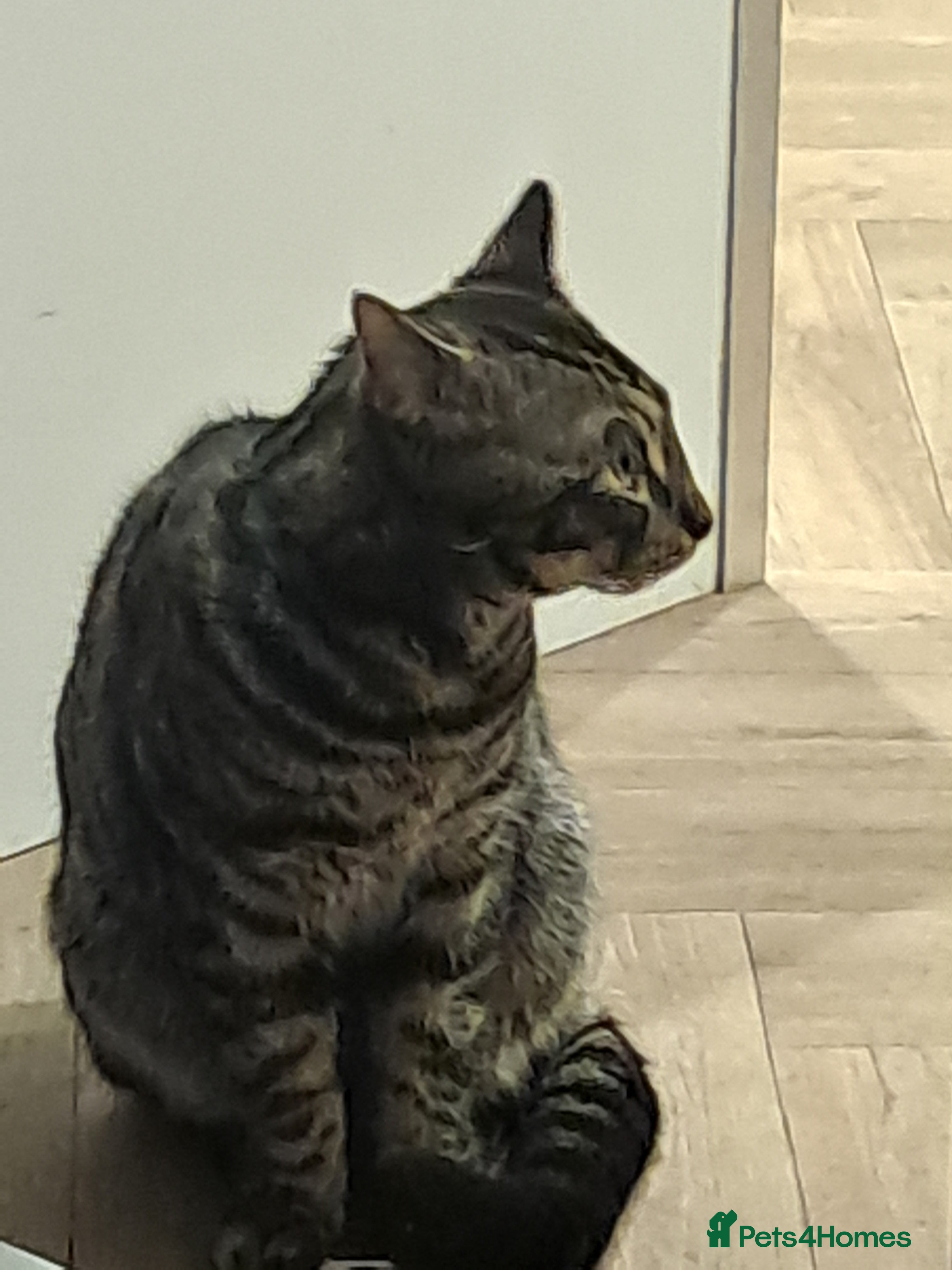 Bengal cats Bengal  male 7 month old kitten  - Advert 2