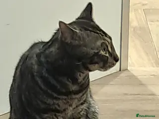 Bengal cats Bengal male 7 month old kitten - Advert 2