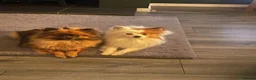 Pomeranian dogs for sale: 2 girls from the same breed - Advert 1