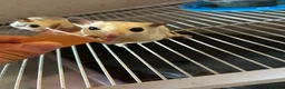 Sugar Glider rodents for sale: Only 1 boy left now - Advert 3