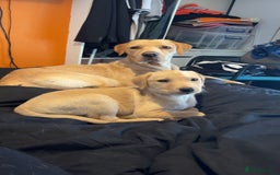 Labrador Retriever dogs for stud: Lab x wire hair pointer at stud  - Image 3