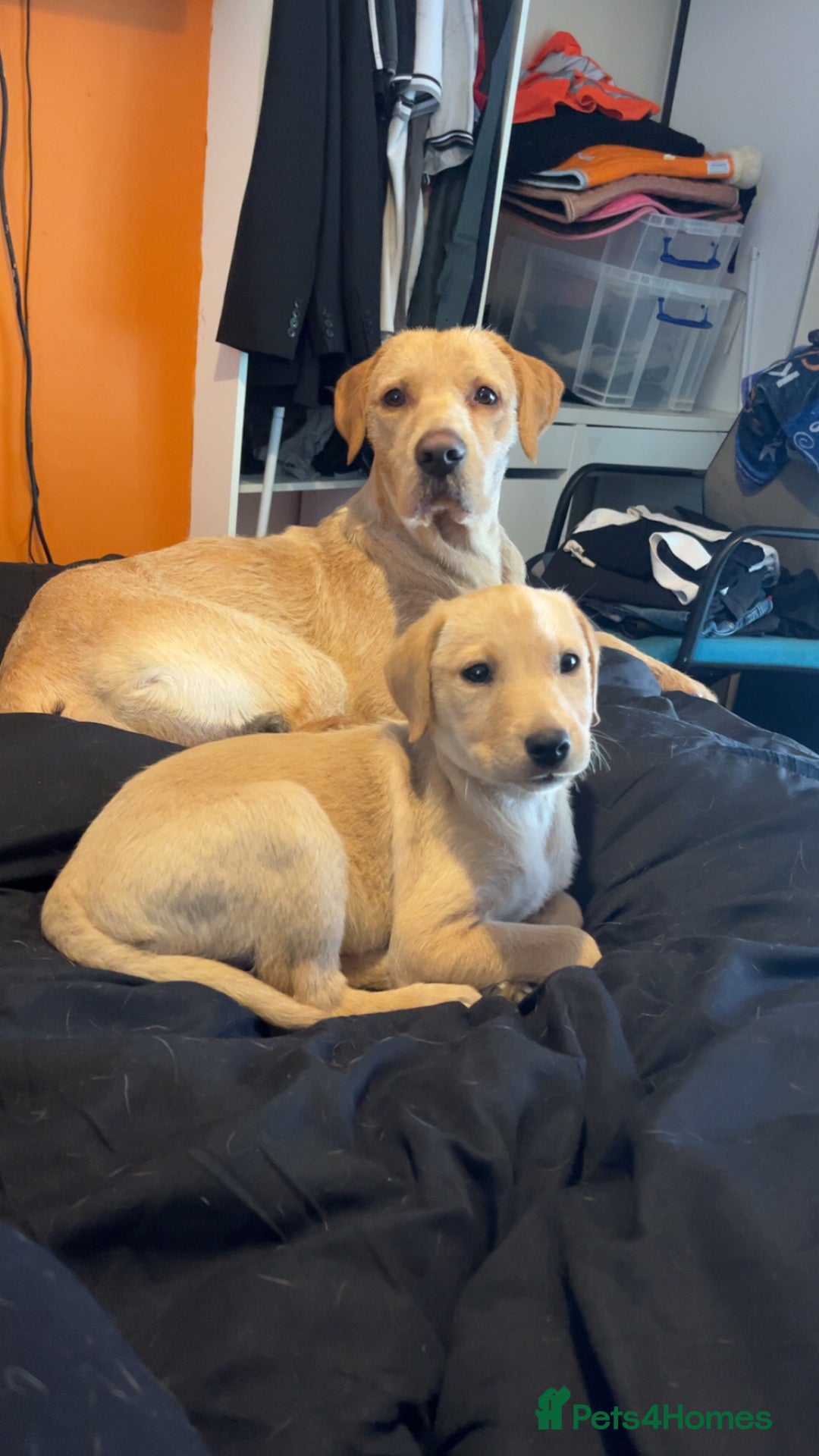 Labrador Retriever dogs for stud: Lab x wire hair pointer at stud  - Image 3
