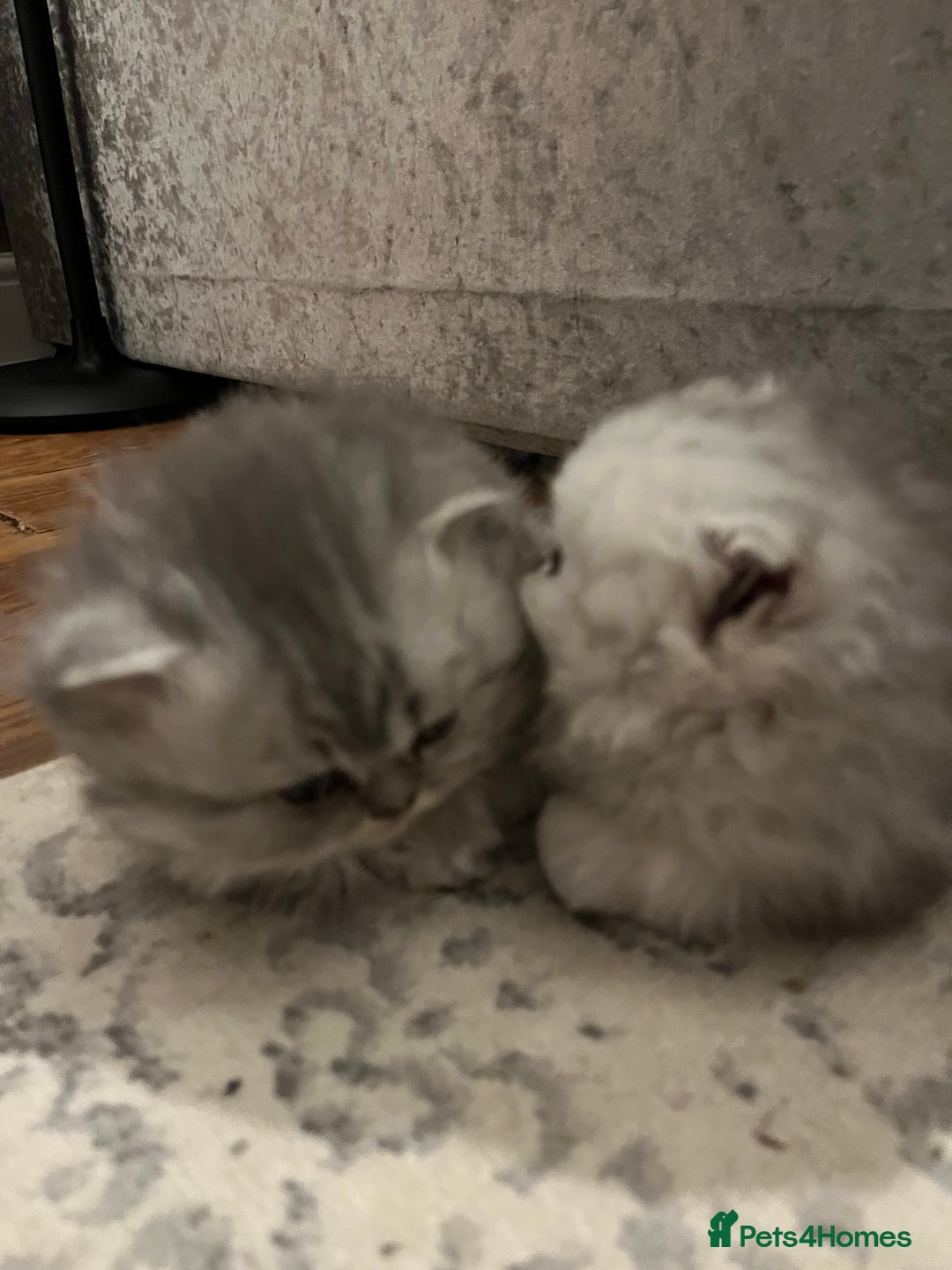 Persian cats for sale: Pure Persian kittens for sale  - Advert 8