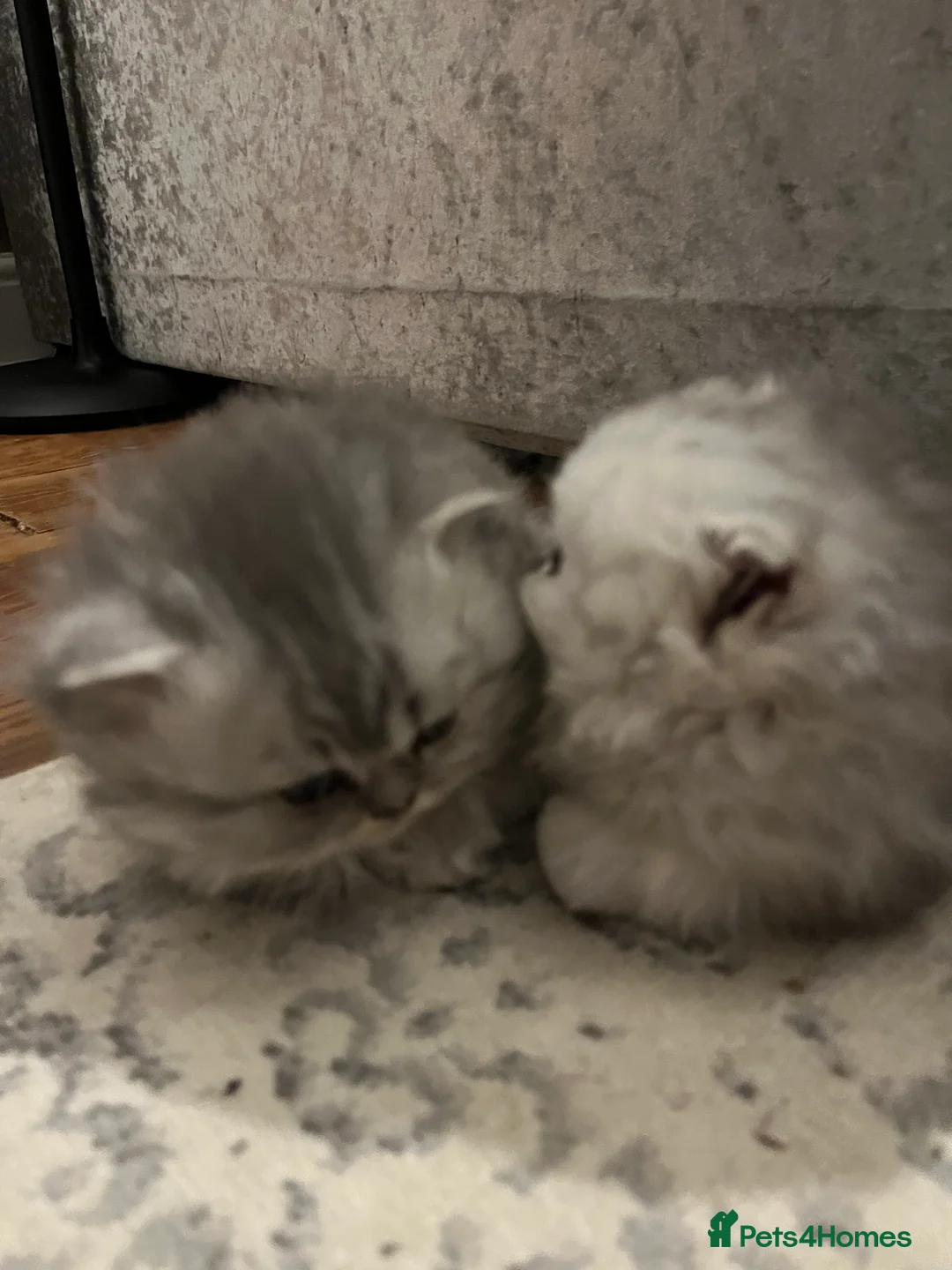 Persian cats for sale: SOLD .  - Advert 8