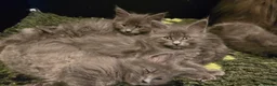 Maine Coon cats for sale: GCCF Blue Maine Coon litter  - Advert 3