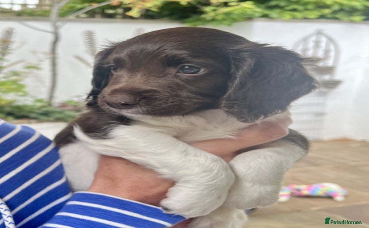 English Springer Spaniel dogs - Advert 4