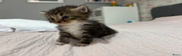 Mixed Breed cats for sale: Gorgeous Mainecoon x Bengal - Advert 1