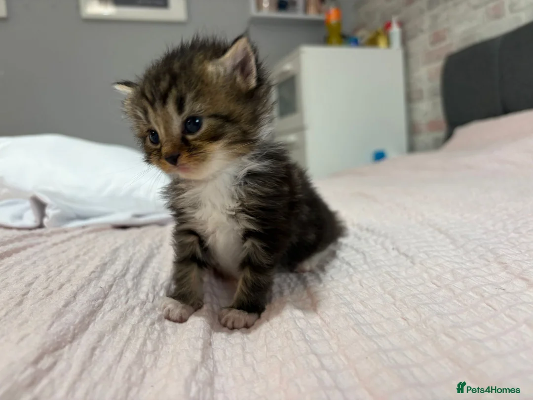 Mixed Breed cats for sale: Gorgeous Mainecoon x Bengal - Advert 1