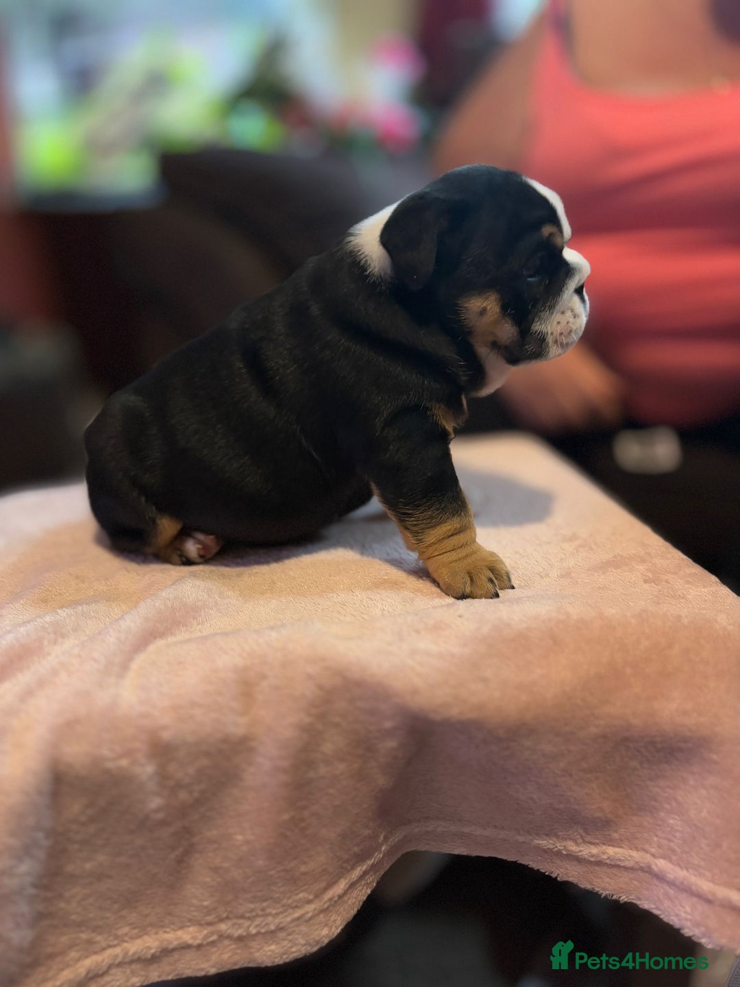 English Bulldog dogs for sale: 💙💗 exceptional English bulldog puppies 💗 💙  - Image 13