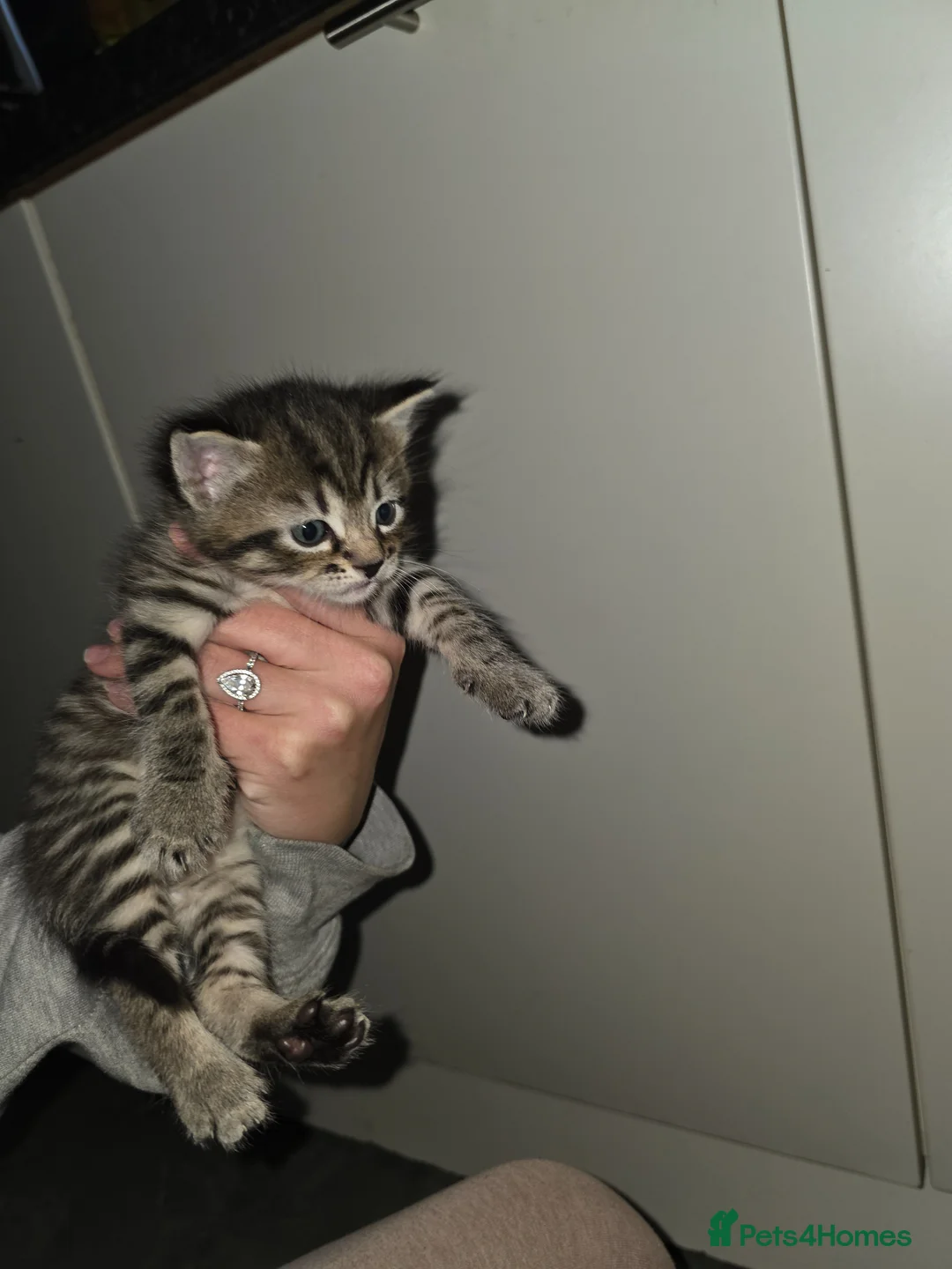 Domestic Shorthair cats for sale: Beautiful ShortHair Dom - Advert 2