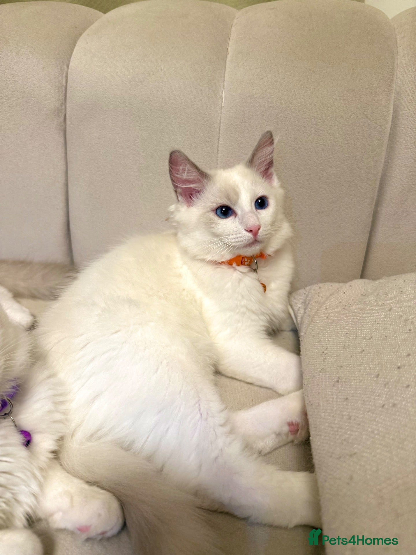 Ragdoll cats for sale: 🐾 Gorgeous Pedigree Ragdolls | Ready! London🐾 - Advert 1