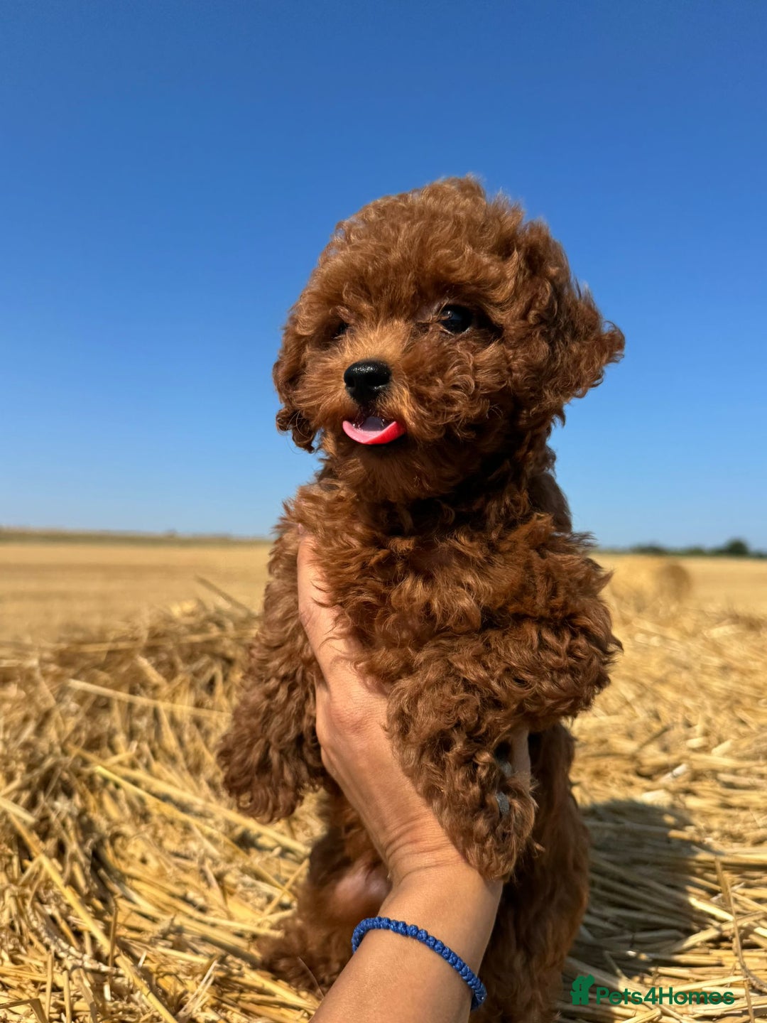 Toy Poodle dogs for sale: Toy Poodle Puppies–Asian Lines–Tiny Size - Image 29