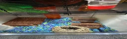 Hamster rodents for sale: Russian dwarf male hamster with omlet cage  - Advert 8