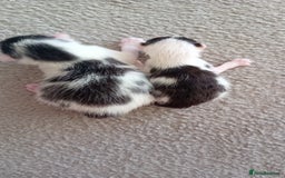 Mixed Breed cats for sale: Gorgeous kittens  - Image 2
