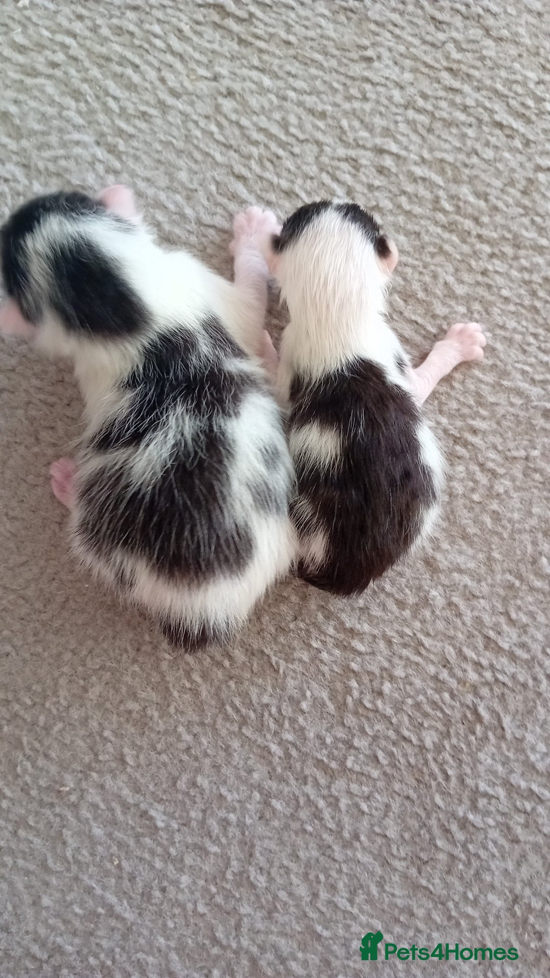 Mixed Breed cats for sale: Gorgeous kittens  - Image 2