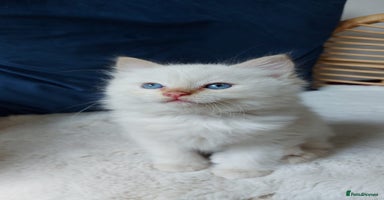 Siamese cats - Advert 16