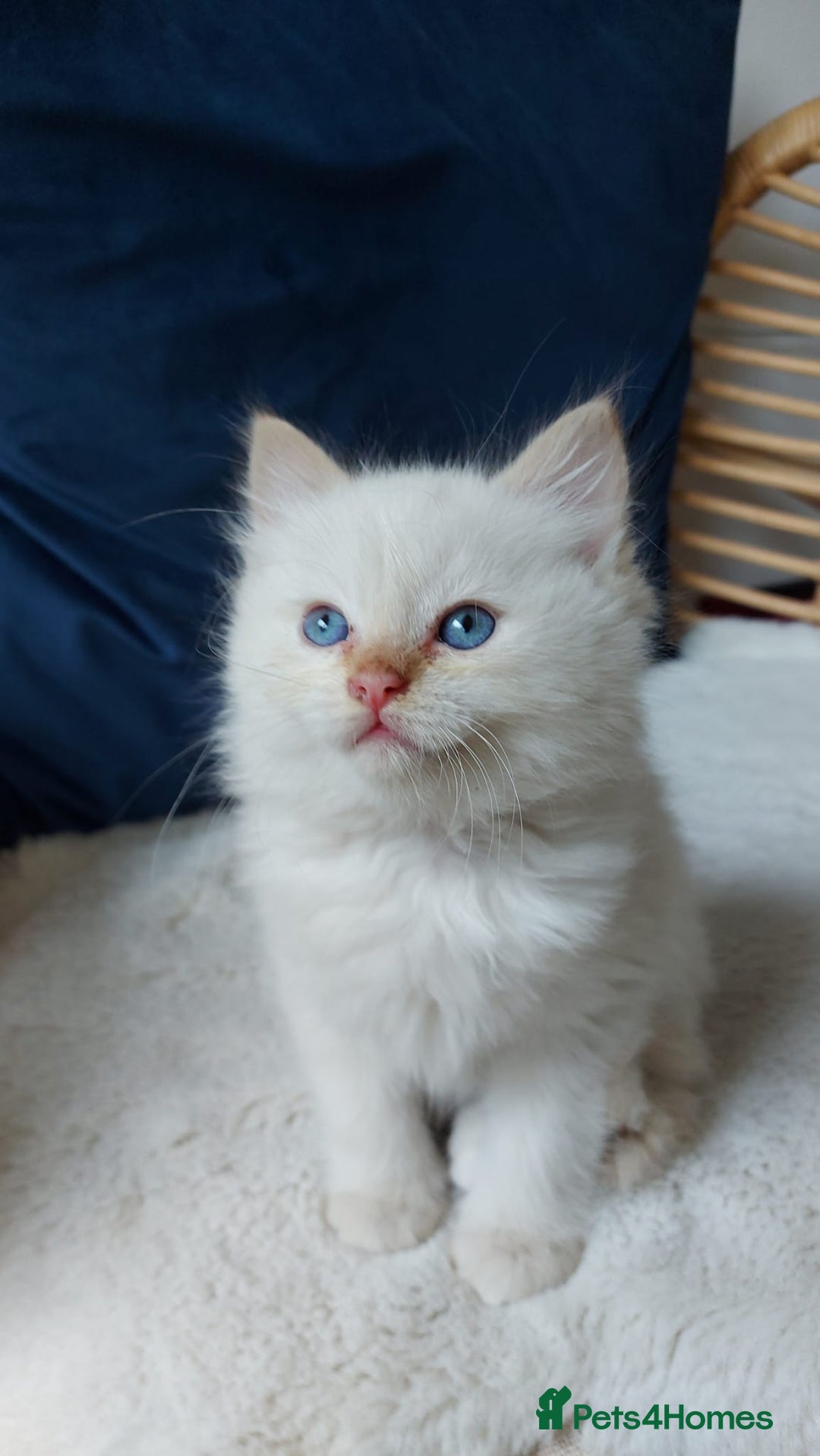 Siamese cats for sale: Ready to Leave Flame Point Siamese Kittens - Image 3