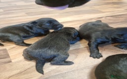 Patterdale Terrier dogs for sale: Patterdale puppies. - Advert 4
