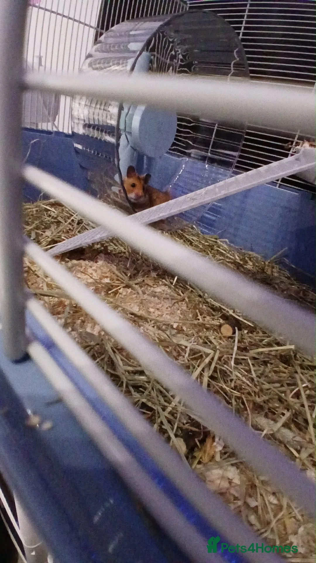 Hamster rodents for sale: Male Syrian hamster  in Wigan - Advert 2
