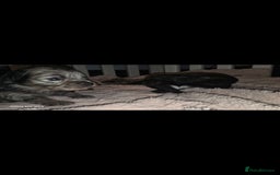 Pomapoo dogs for sale: 1 time miniature Pomapoo puppies - Image 14