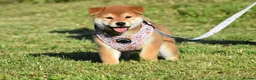 Japanese Shiba Inu dogs for sale: Exceptional Japanese Shiba Inu Puppies - Advert 20
