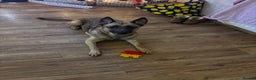 Belgian Shepherd Dog dogs for sale: 9 beautiful Belgium Mali  - Advert 1