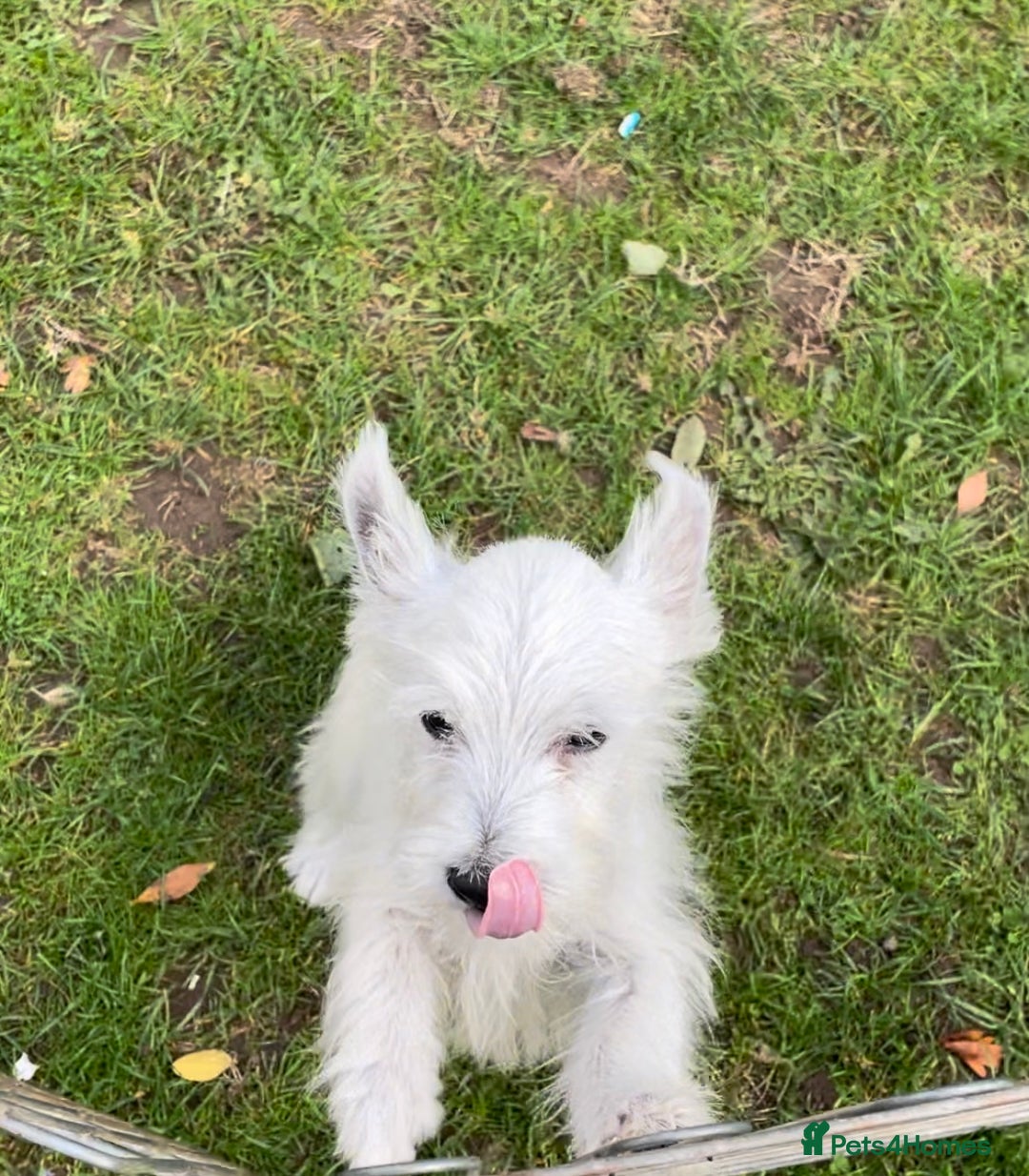 West Highland Terrier dogs for sale: Beautiful west highland terriers puppys - Image 29