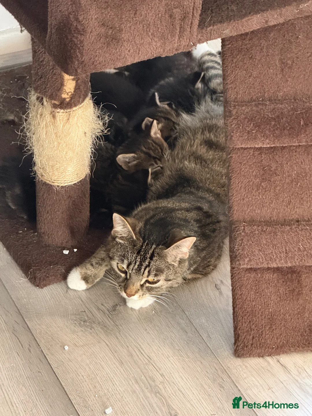 Mixed Breed cats for sale: Mixed breed male kitten  - Advert 2