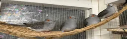 Mixed Breed birds for sale: Aviary Birds - Advert 4