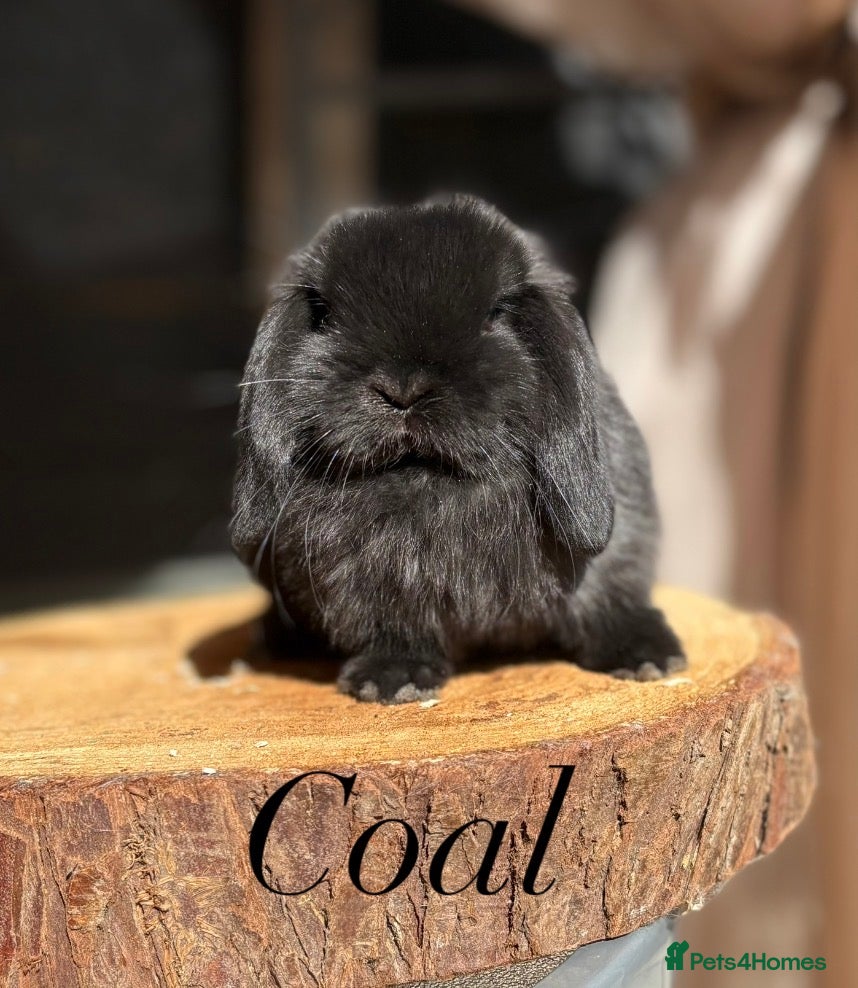 Mini Lop rabbits Mini lop buns looking for homes - Advert 2