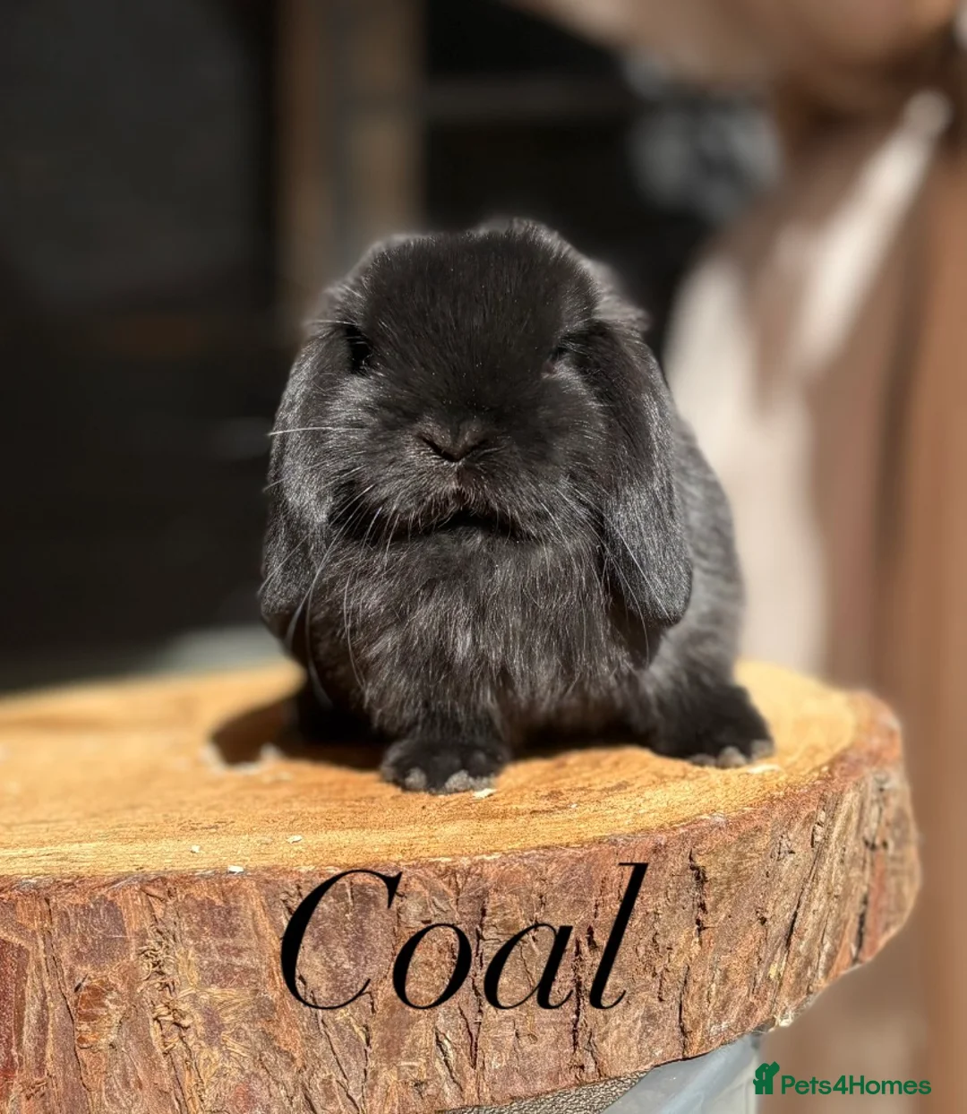Mini Lop rabbits for sale: Mini lop buns looking for homes - Advert 2