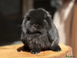 Mini Lop rabbits Mini lop buns looking for homes - Advert 2