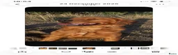 Goldador dogs for sale: Beautiful Red Goldador puppies  - Advert 6