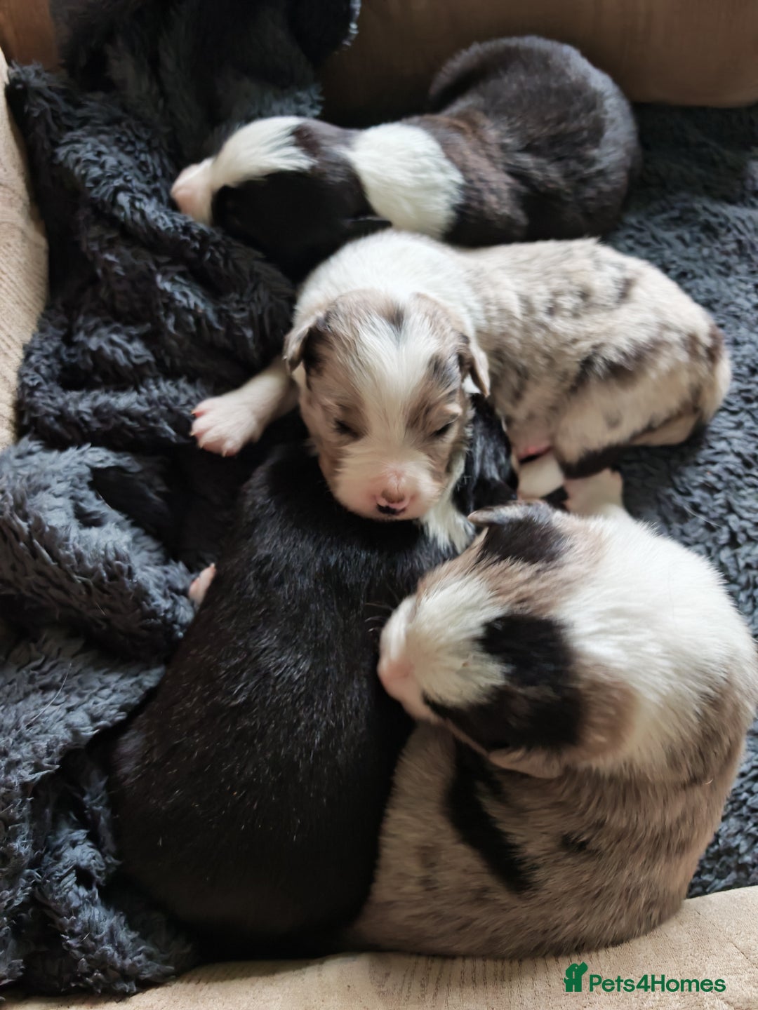 Border Collie dogs for sale: KC registered border collie puppies  - Advert 11