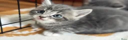 Mixed Breed cats for sale: British Short & Grey Tabby kittens - Advert 6